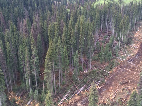 Spruce. Beetle_trap_trees_road_predev_may_2016_WEB