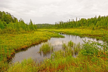 wetland.web