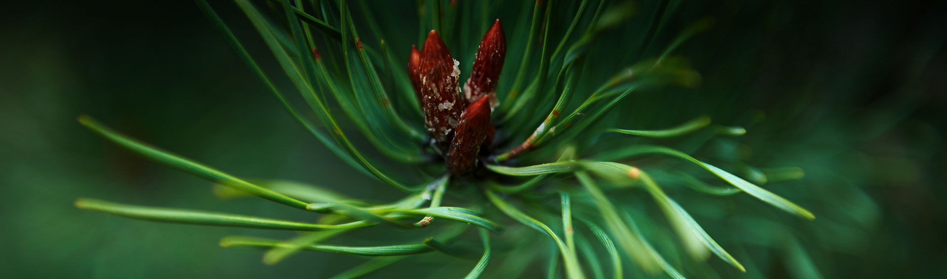 environment