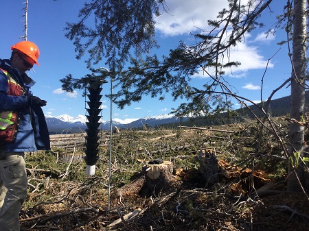 PHOTO_Forest.Health_Mike_Watson_Spruce_Beetle_Trap_WEB. PHOTO_Forest.Health_Mike_Watson_Spruce_Beetle_Trap_WEB.