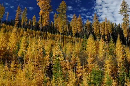 PHOTO_Forest_WEB PHOTO_Forest_WEB